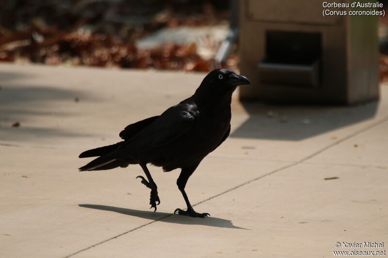 Australian Raven