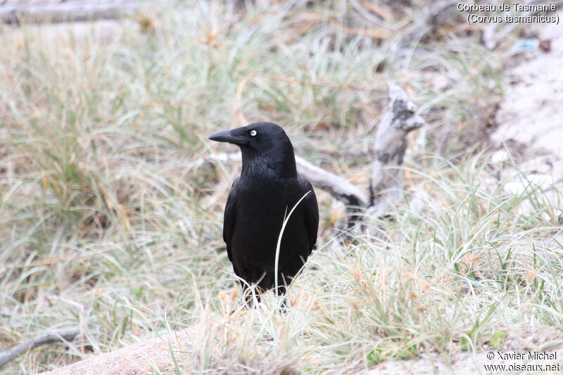 Forest Ravenadult