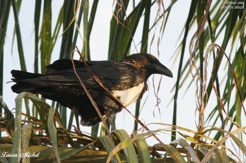 Corbeau pie