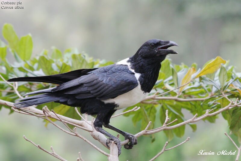 Corbeau pie