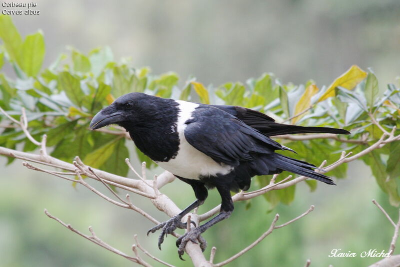 Corbeau pie