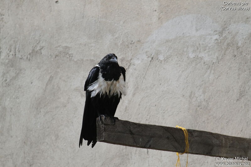 Pied Crowadult