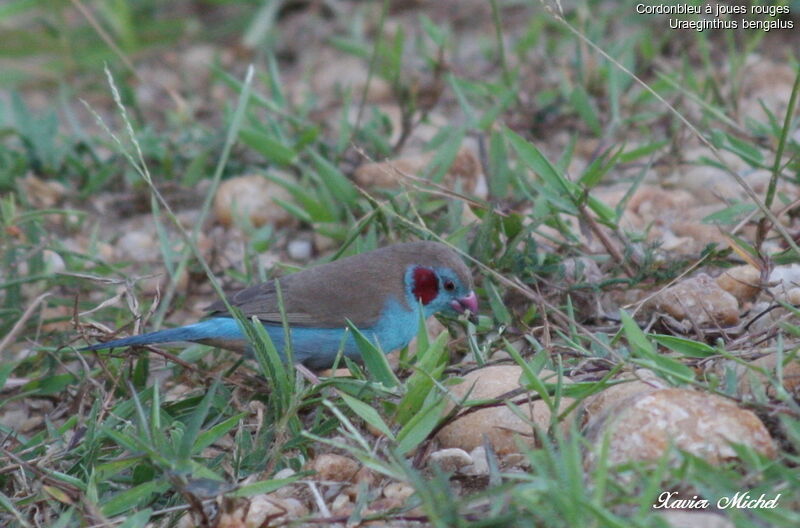 Cordonbleu à joues rouges mâle, identification