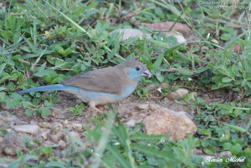 Cordonbleu à joues rouges femelle, identification