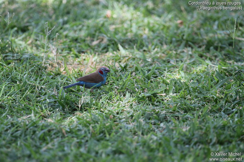 Cordonbleu à joues rouges mâle adulte, identification