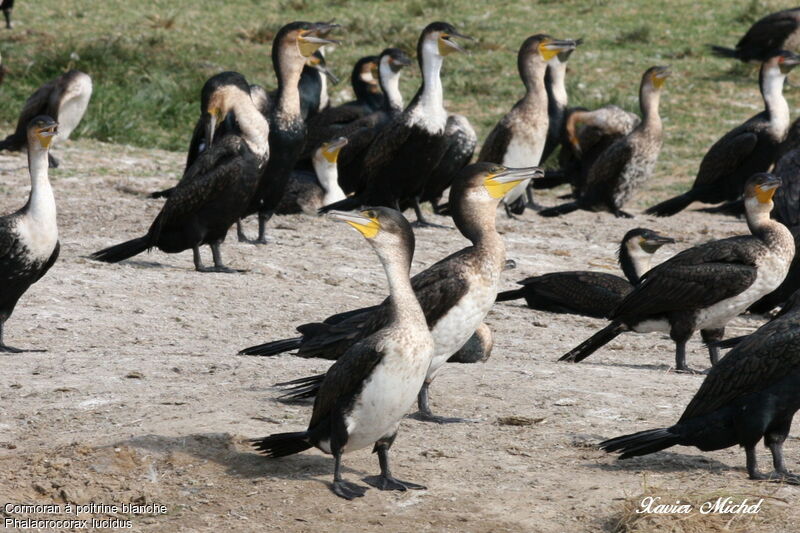 Cormoran à poitrine blanche