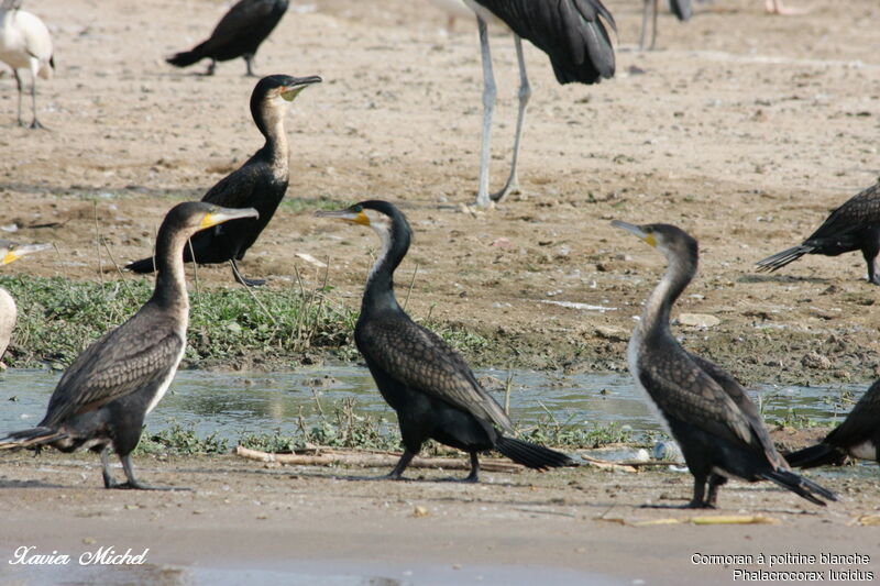 Cormoran à poitrine blanche