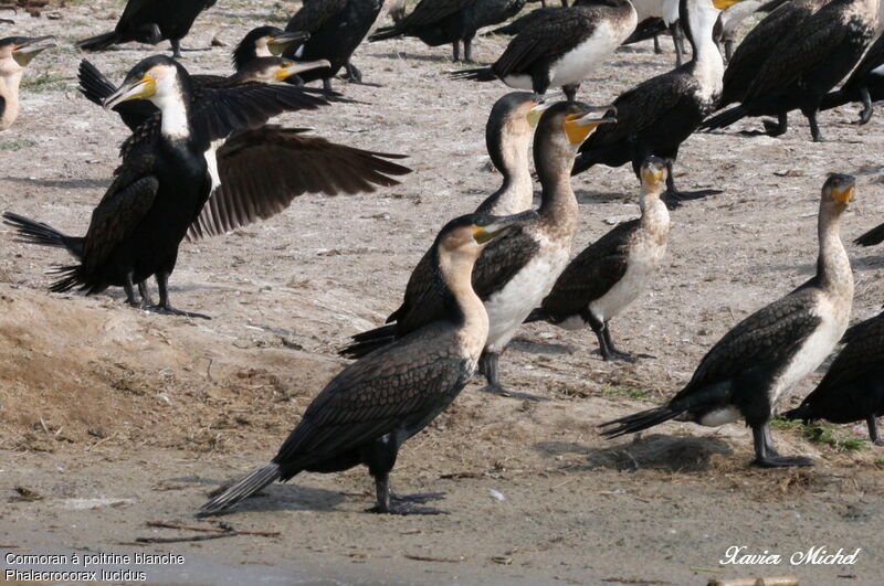 White-breasted Cormorant