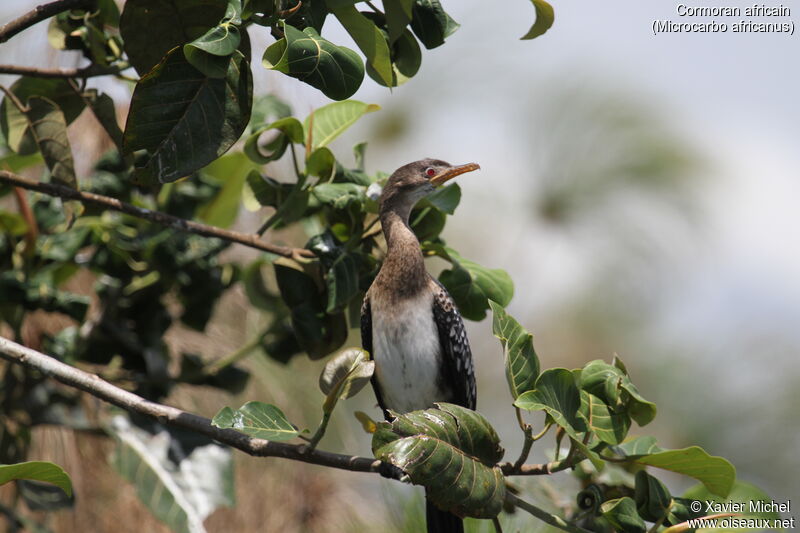 Reed Cormorant