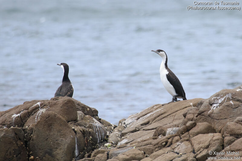 Cormoran de Tasmanie