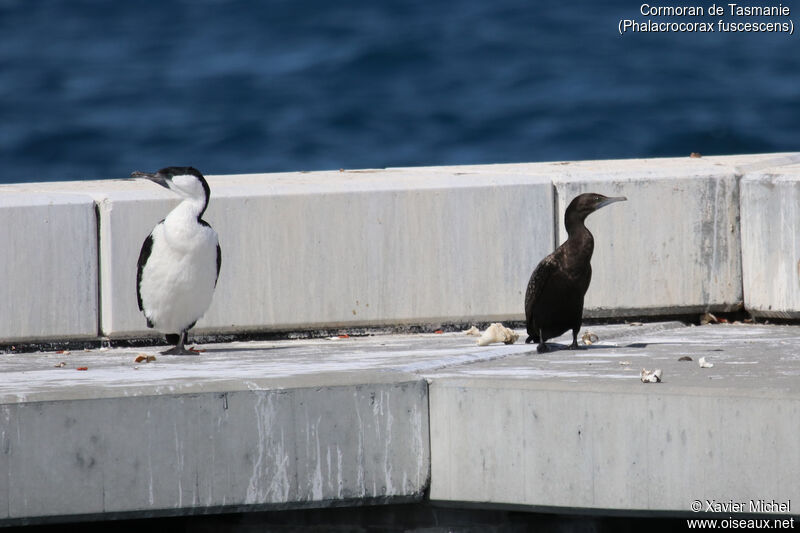 Black-faced Cormorantadult