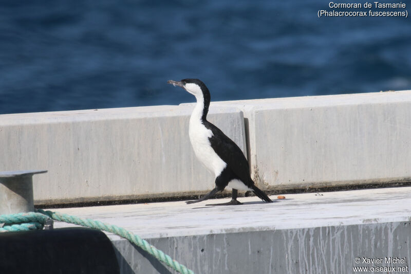 Cormoran de Tasmanieadulte, identification