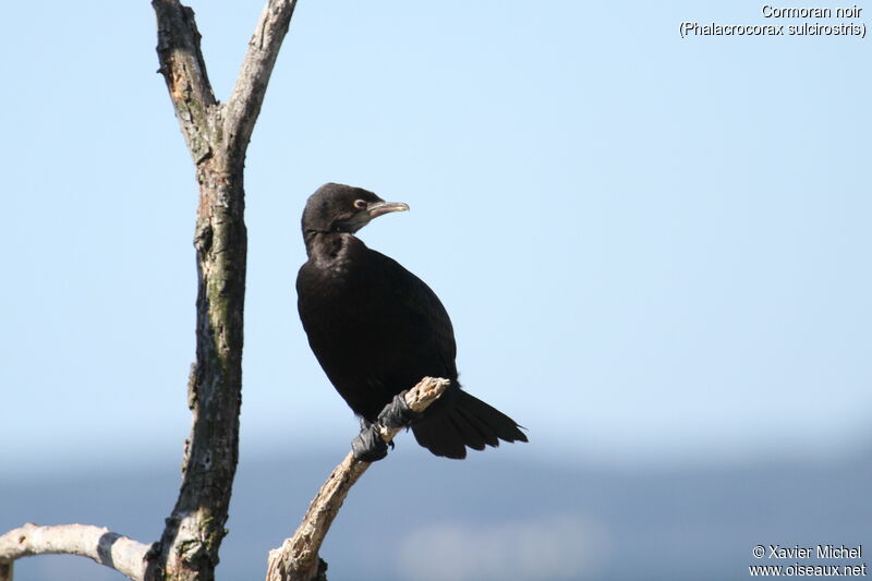 Little Black Cormorant