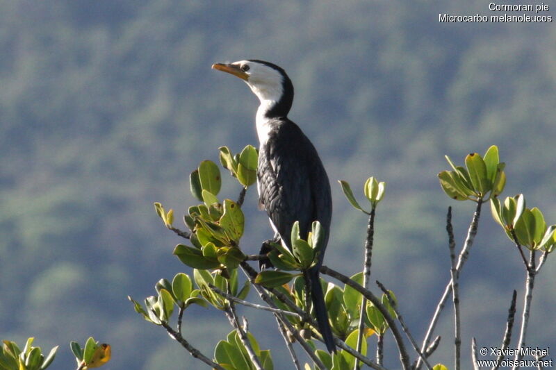 Cormoran pie, identification