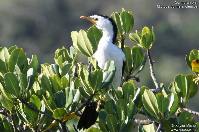 Cormoran pie, identification