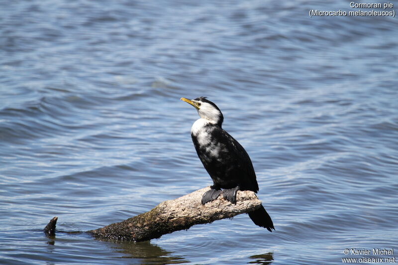 Cormoran pie