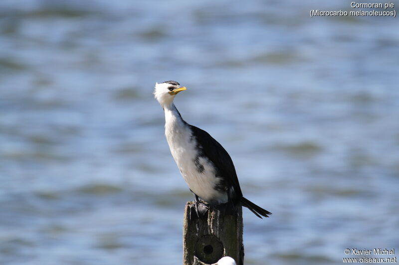 Little Pied Cormorant