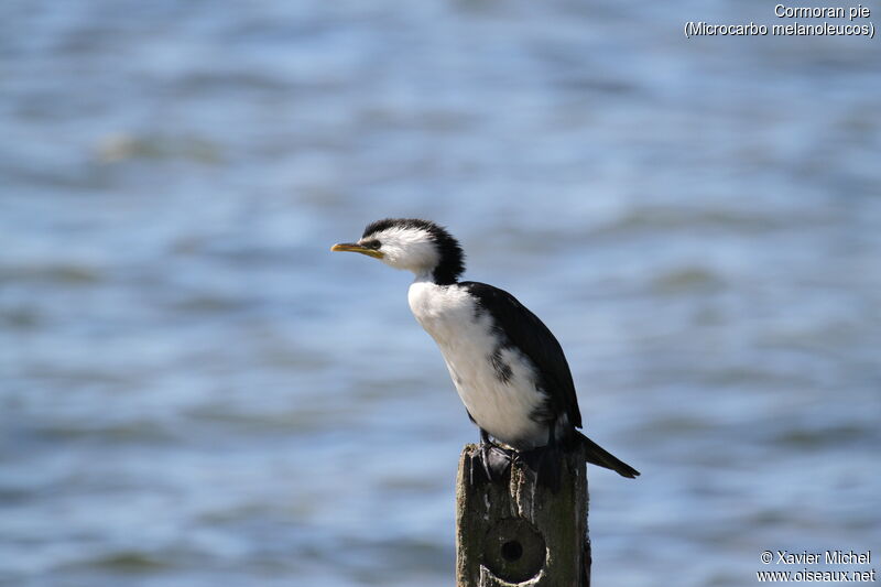 Cormoran pie