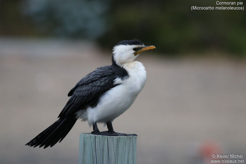 Little Pied Cormorantadult, identification