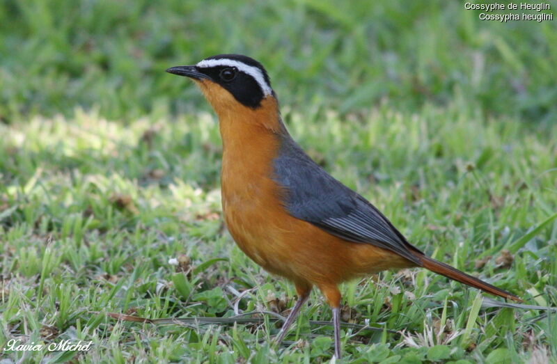 White-browed Robin-Chat