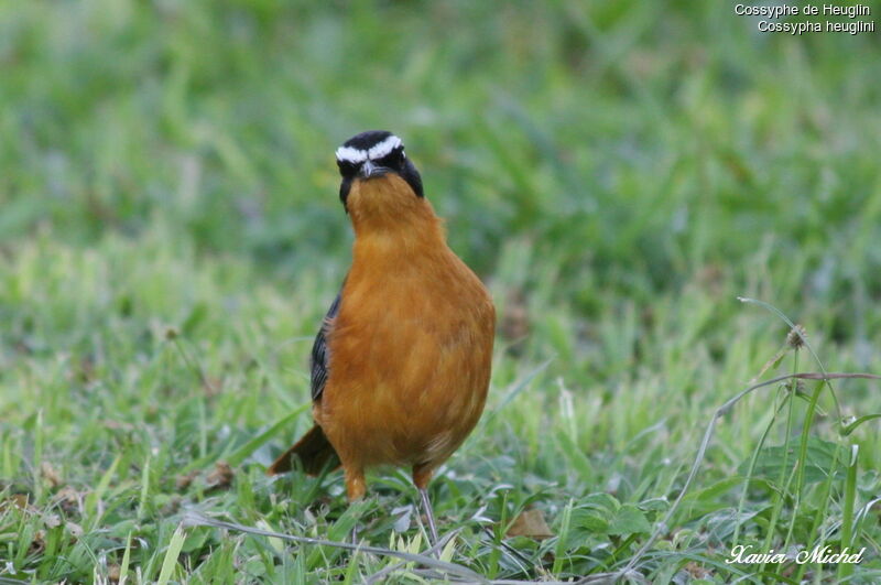 White-browed Robin-Chat