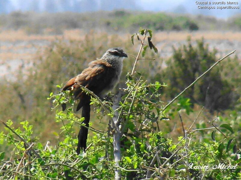 Coucal à sourcils blancs