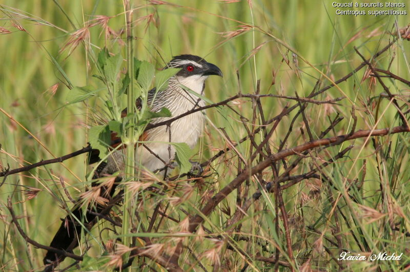 White-browed Coucal