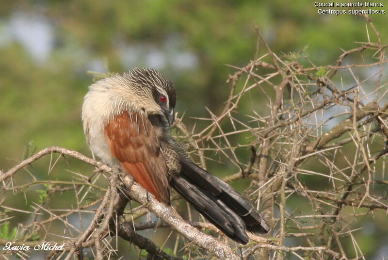 White-browed Coucal