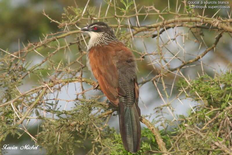 Coucal à sourcils blancs