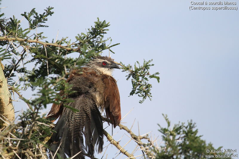 White-browed Coucal