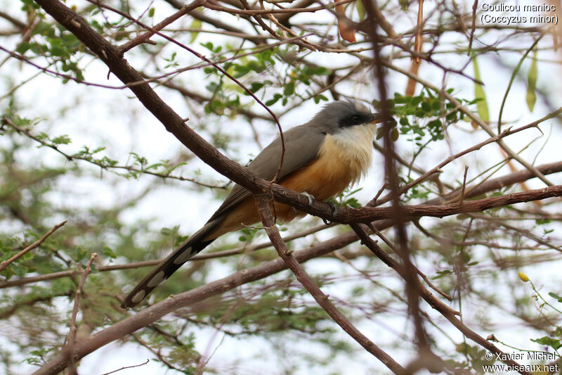 Mangrove Cuckooadult