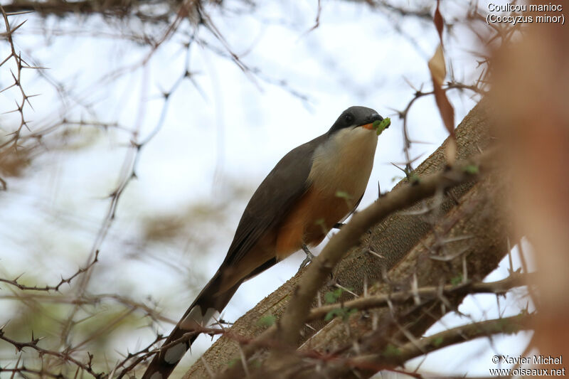 Mangrove Cuckooadult, eats