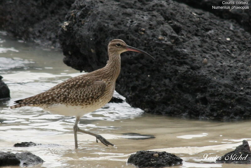 Eurasian Whimbreladult, identification