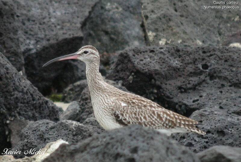 Courlis corlieuadulte, identification