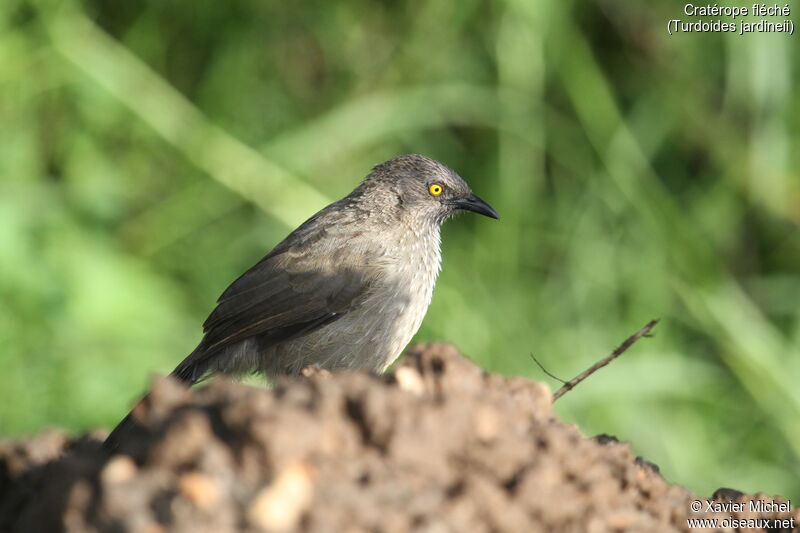 Arrow-marked Babbleradult