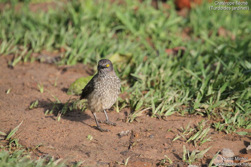 Arrow-marked Babbleradult, identification