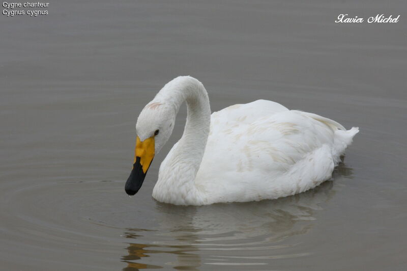 Cygne chanteur