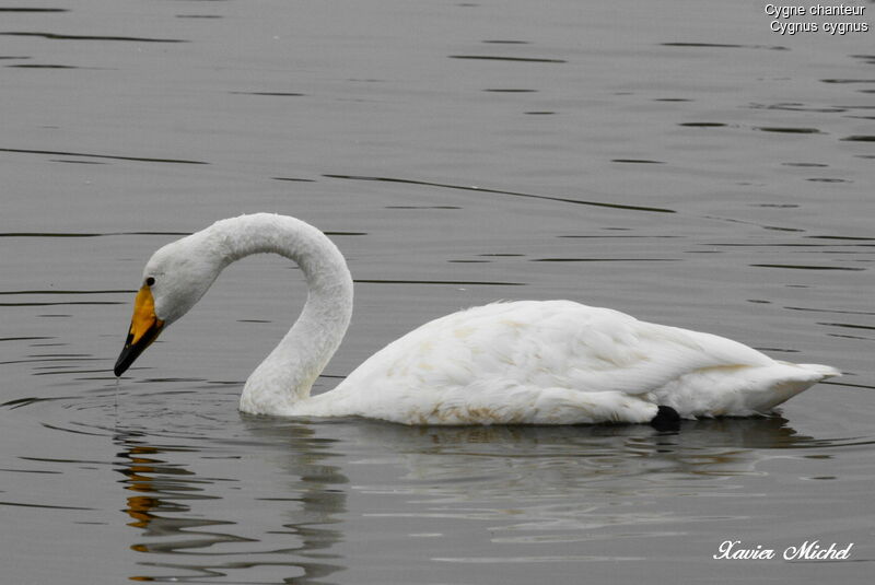 Cygne chanteur