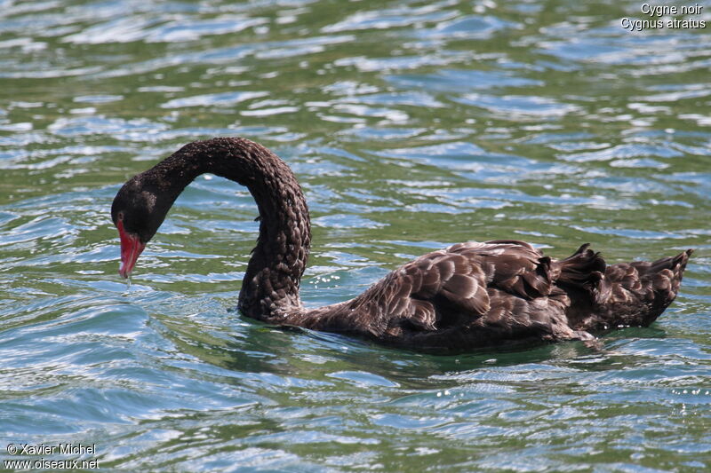 Cygne noiradulte, identification