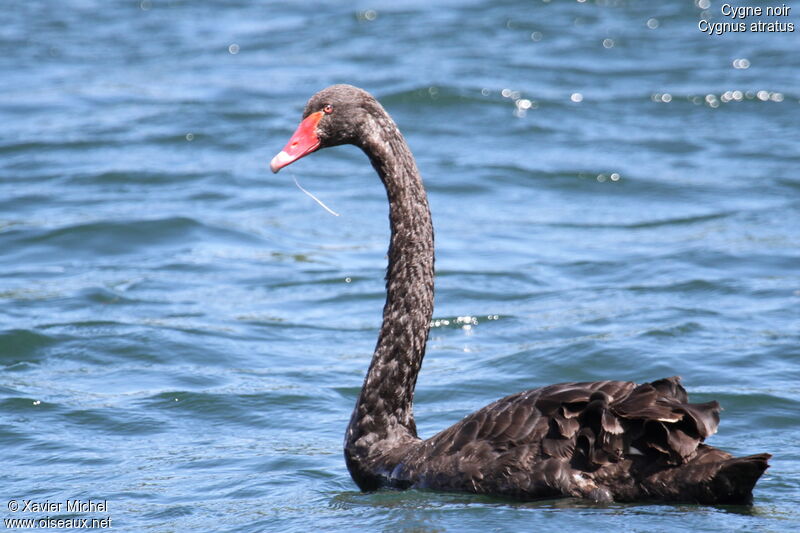 Cygne noir