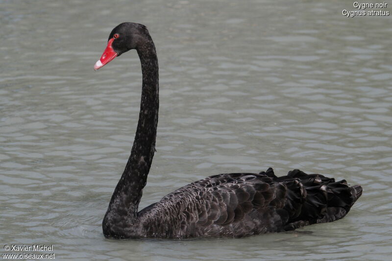 Cygne noiradulte, identification