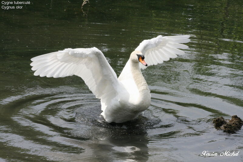 Cygne tuberculéadulte