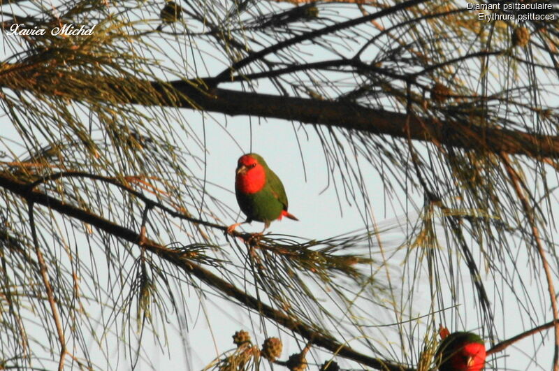 Red-throated Parrotfinch