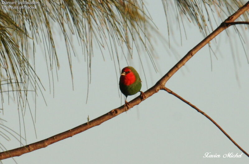 Red-throated Parrotfinch