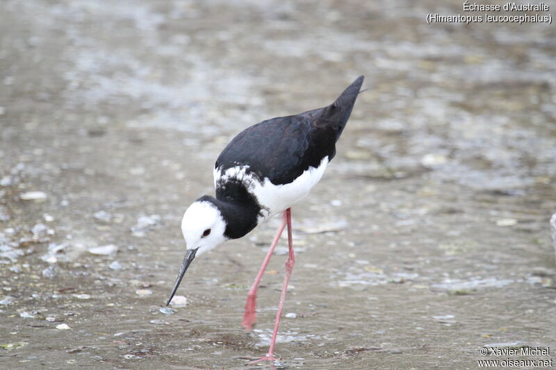 Pied Stilt