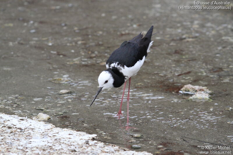 Pied Stilt