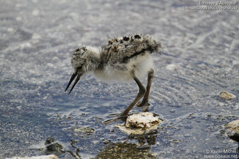 Pied StiltPoussin