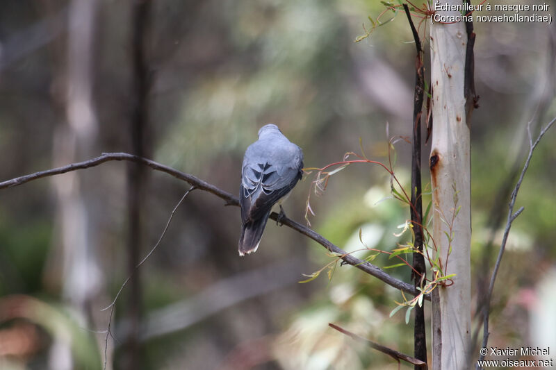 Black-faced Cuckooshrike