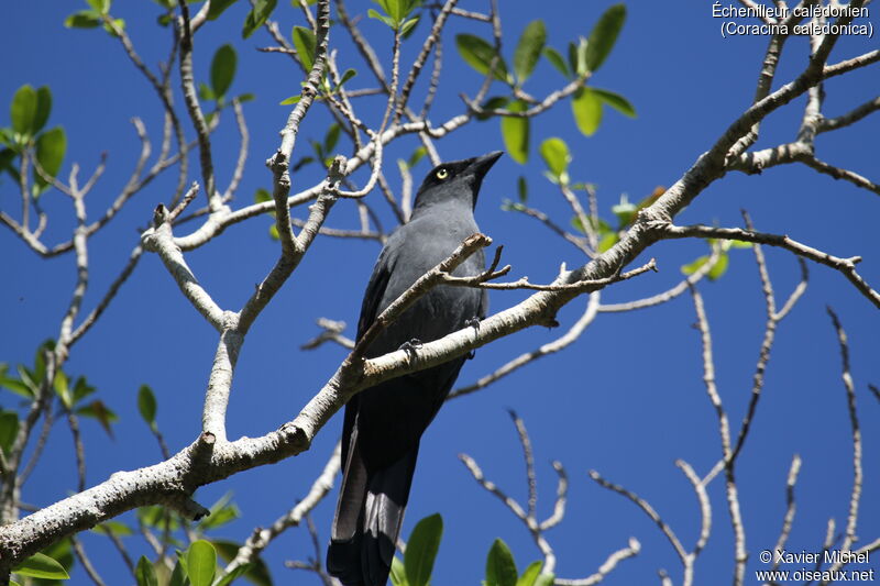 South Melanesian Cuckooshrikeadult, identification