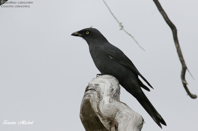 Échenilleur calédonienadulte, identification